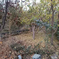 انواع درخت میوه ۸ سال به بالا تنه درشت و خوب|گل و گیاه طبیعی|چهاردانگه (تهران), |دیوار