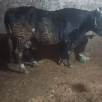 یک راس گاو آبستن|حیوانات مزرعه|نهاوند, |دیوار