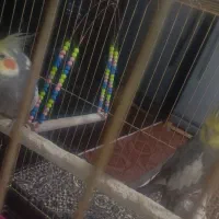 عروس هلندی|پرنده|مشگین شهر, |دیوار