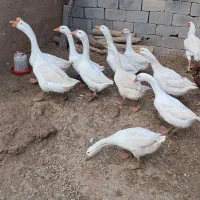 10عدد قوغاز قیمت دونه 1500