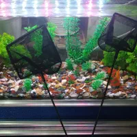 اکواریوم|ماهی|اصفهان, خیادان|دیوار