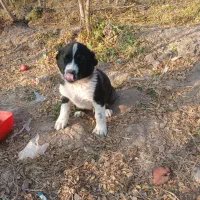 توله سگ|سگ|سلفچگان, |دیوار