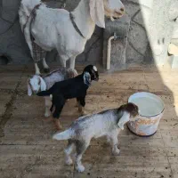 بز وکره|حیوانات مزرعه|یزد, |دیوار