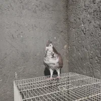 شامی کاکلی ساده کاکلی سینه سبزه|پرنده|مشهد, قائم|دیوار