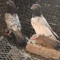 کبوتر پاکستانی گلدن میانذیر وچپرا