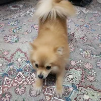 پامرین ماده|سگ|کرج, شهرک جهاننما|دیوار