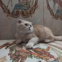 اسکاتیش کاراملی