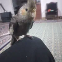 عروس هلندی پیدا شدع