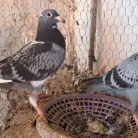 جوجه مسافتی