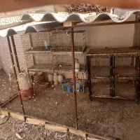 کبوتر قفس پرنده