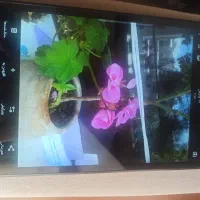 تبلت لنوو مدل M8 درحدنو|تبلت|اردبیل, |دیوار