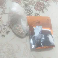 گمشده عروس هلندی مژده میدم