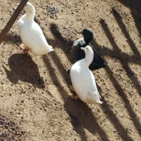 اردک|حیوانات مزرعه|میلاجرد, |دیوار