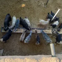 فروش ۲۰ راس بز اطراف دهدشت