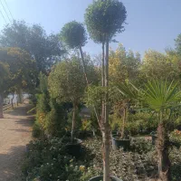 فروش انواع گل و گیاه باغچه ای و آپارتمانی|گل و گیاه طبیعی|کرج, کرج نو|دیوار