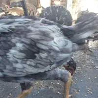 جوجه لاری اصل|حیوانات مزرعه|شال, |دیوار