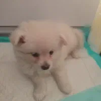 سگ پامر|سگ|برخوار, |دیوار