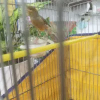 فروش ۵ عدد قناری نر مست اماده جفت|پرنده|بروجرد, |دیوار