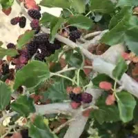 باغ چهار دیواری ۱۱۰۰متری