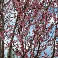 باغچه ۱۵۰۰ متری با آب دائمی و انواع درخت میوه|فروش زمین و ملک کلنگی|خوی, |دیوار