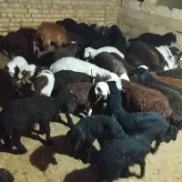 میش|حیوانات مزرعه|عسگران, |دیوار