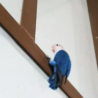 کوتوله|پرنده|خاش, |دیوار