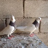 کبوتر توقی|پرنده|رامشیر, |دیوار