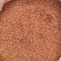 بذر گندم رقم سالار 27 هزار تومان|عمدهفروشی|سراب, |دیوار