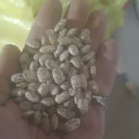 لوبیا ارتشی بوجاری ۱۸۰ چیتی ۲۴۰