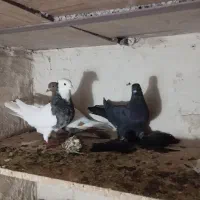 کبوتر|پرنده|بستان آباد, |دیوار