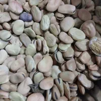 باقله‌شاخ‌بزی