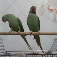 مولد شاه طوطی مولد ۴ تخم و جوجه شاه طوطی