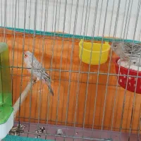 یه جفت قناری کم یاب