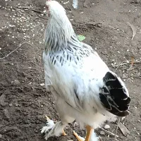 فروش تعدادی جوجه برهمای لایت ومرغ برهمای رنگ بوف|حیوانات مزرعه|لشت نشا, |دیوار