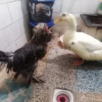 خروس پرپا و کلاه دار و مرغابی