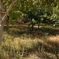 باغ در بهتری جای اسفنجان کهنمو چایی راه قدیم کهنمو|فروش زمین و ملک کلنگی|اسکو, |دیوار