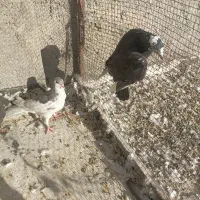 کفتر|پرنده|شیراز, محراب|دیوار