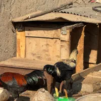 خروس دورگ لاری|حیوانات مزرعه|الوند, |دیوار