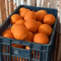 پرتقال عالی