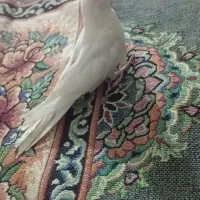 عروس هلندی|پرنده|فاضل آباد, |دیوار