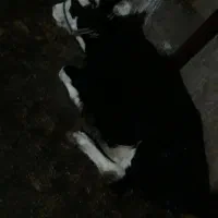 حیوانات مزرعه