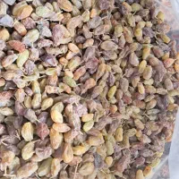 خشکبار بوانات|خوردنی و آشامیدنی|شیراز, دباغ خانه|دیوار