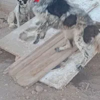واگذاری نر گله ای درشت گله رو حرف گدش کن