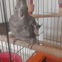 عروس هلندی۱۸۰۰|پرنده|محمدیه-قزوین, |دیوار