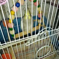 توجاده. لیماک. کوچه. فرهنگ.