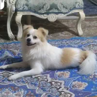 سگ پاکوتاه|حیوانات|بجنورد, |دیوار