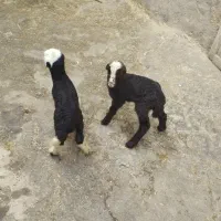 بره شیری نروماده