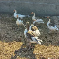 غازبا جوجه و مرغ لاری.رودان|حیوانات مزرعه|بندرعباس, |دیوار