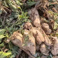 چعندر قند|خوردنی و آشامیدنی|بشاریات, |دیوار