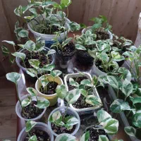 گلهای آپارتمانی|گل و گیاه طبیعی|رشت, پل تالشان|دیوار